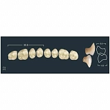 Зубы жевательные верхние B4/30 (Ivoclar)