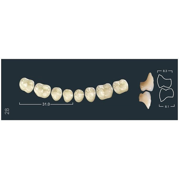 Купить Зубы боковые нижние 510(6D)/28M (Ivoclar)