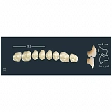 Зубы жевательные верхние A1/32М (Ivoclar)