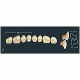Зубы жевательные верхние B1/32 (Ivoclar)