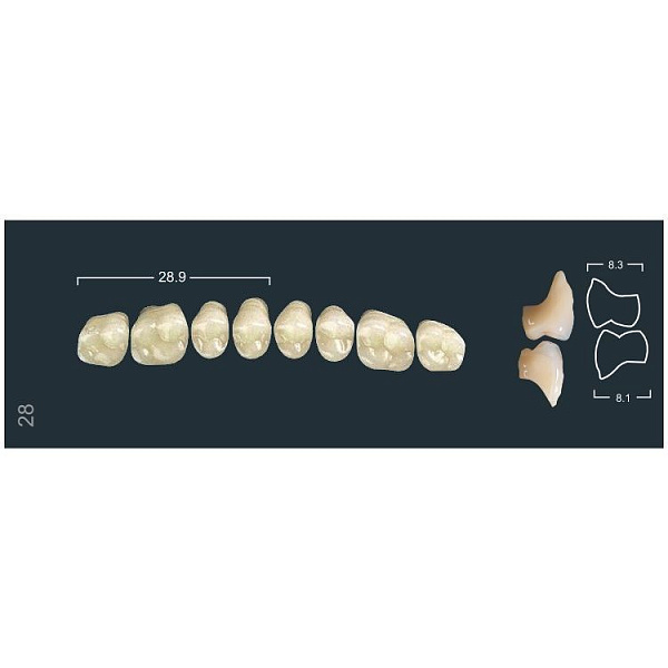 Купить Зубы боковые верхние 220(1D)/28M (Ivoclar)