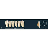 Зубы Ivocryl фронтальные нижние A-D/57 (C3), 6шт (Ivoclar)